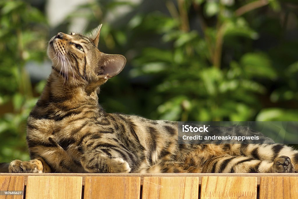 Bengal Cat in the Sun Bengal Cat lying on a Teak Deck in the Garden. Captured with a 1971 PENTACON 300/4 Lens. Bengal Cat - Purebred Cat Stock Photo