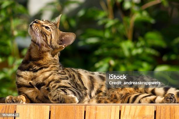 Bengal Cat In The Sun Stock Photo - Download Image Now - Bengal Cat - Purebred Cat, Domestic Cat, Formal Garden