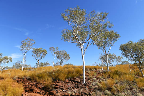 istock Desert landscape with gum trees, Karijini NP, WA 1876864331