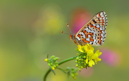 American Lady Butterfly On White Flowers