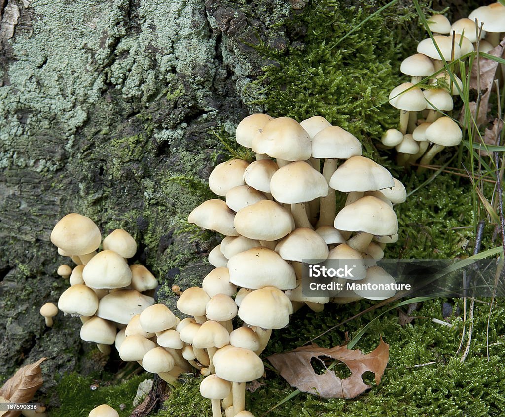 Wood Pilz (Hypholoma fasciculare) - Lizenzfrei Blatt - Pflanzenbestandteile Stock-Foto