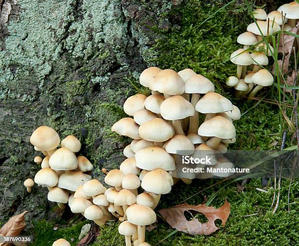 Wood Pilz Stockfoto und mehr Bilder von Blatt - Pflanzenbestandteile - Blatt - Pflanzenbestandteile, Boden-Saprophyt, Braun