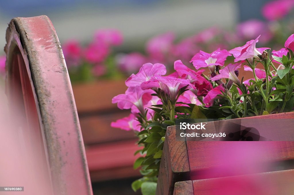 Belleza en la naturaleza - Foto de stock de Belleza de la naturaleza libre de derechos