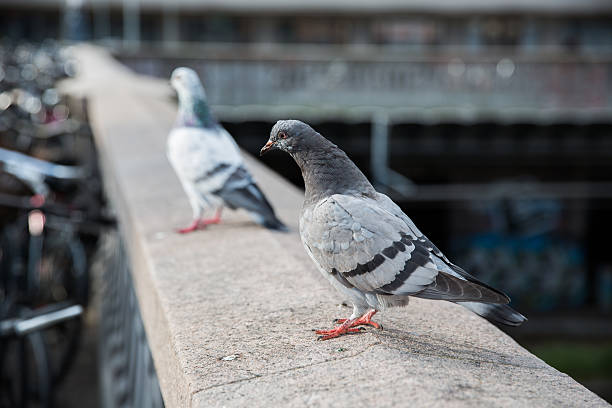 istock Copenhagen pigeons 187690752