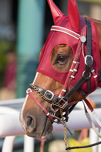 istock Horse with Ear Plugs 187690831