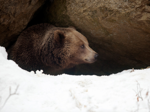 Bear  in winter