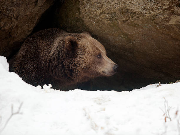 Bear have a look out of  his cave Bear  in winter hibernation stock pictures, royalty-free photos & images