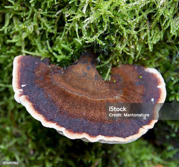 Photo libre de droit de Champignon Des Bois banque d'images et plus d'images libres de droit de Automne - Automne, Beauté de la nature, Blanc