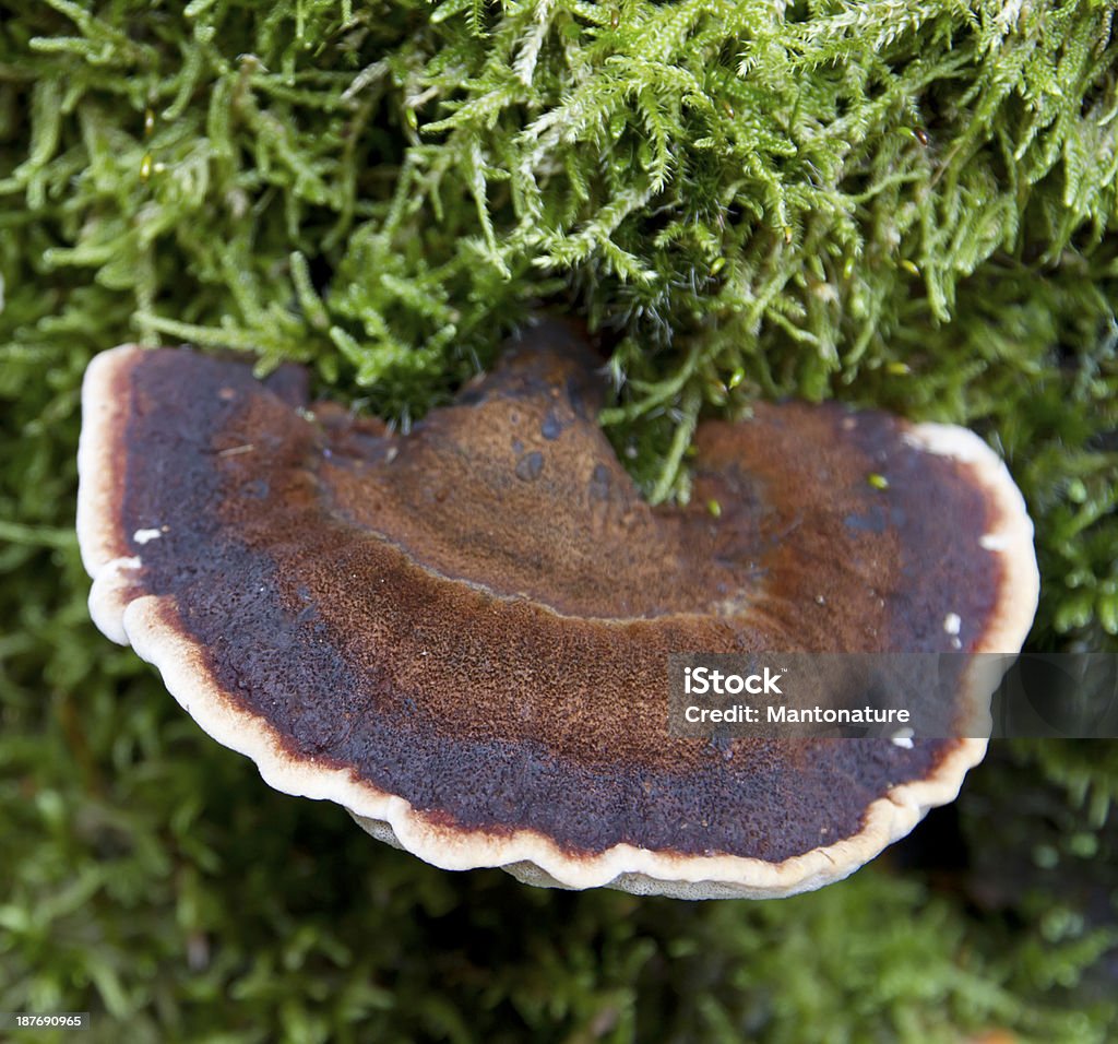 Fungo legno (Ischnoderma benzoicum) - Foto stock royalty-free di Ambientazione esterna