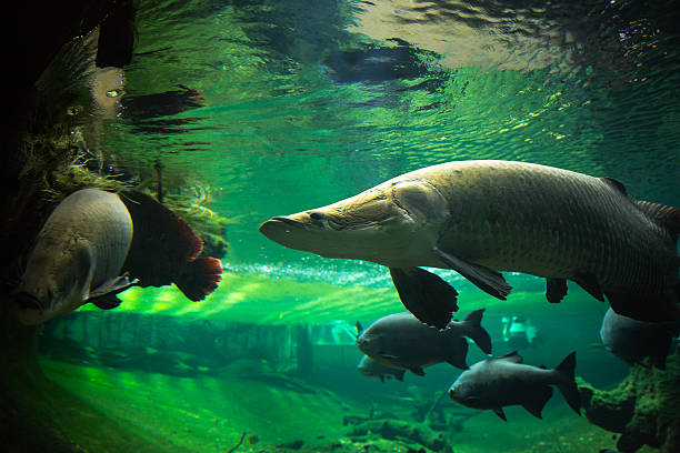 istock Giant fishes underwater 187691166