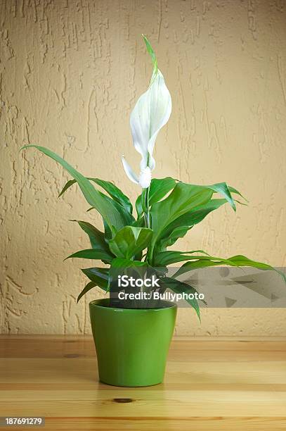 Spathiphyllum Floribundum Stock Photo - Download Image Now - Blossom, Botany, Extreme Close-Up