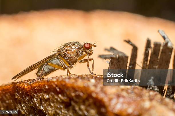 Retrato De Un Muscid Fly Estacione Y Vuele Foto de stock y más banco de imágenes de Aire libre - Aire libre, Alimento, Animal