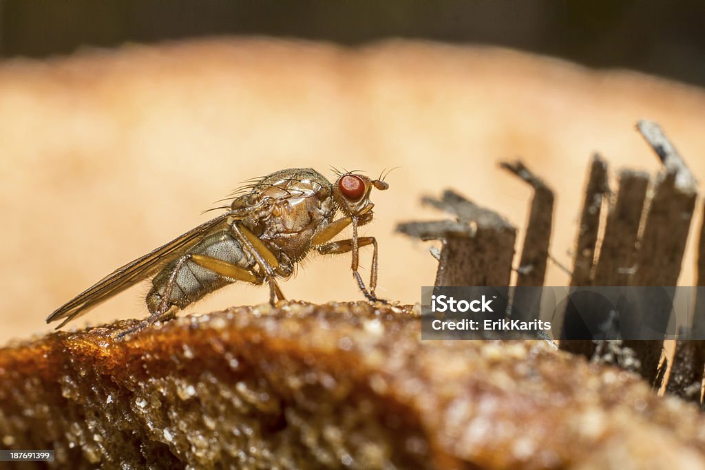 Retrato de uma mosca Muscid - Royalty-free Animal Foto de stock