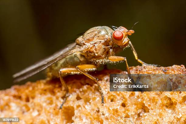 Photo libre de droit de Portrait Dun Muscid Fly banque d'images et plus d'images libres de droit de Aliment - Aliment, Animal invertébré, Animaux nuisibles