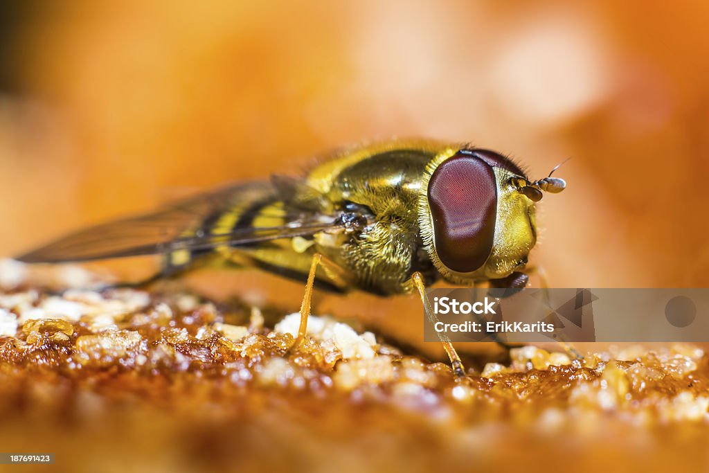 Retrato de un bosque fly (Estacione y Vuele) - Foto de stock de Aire libre libre de derechos