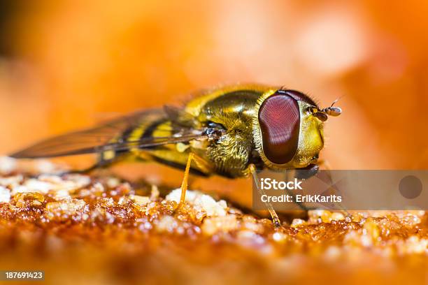 Retrato De Un Bosque Fly Foto de stock y más banco de imágenes de Aire libre - Aire libre, Alimento, Animal