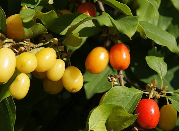 ripe fruits of dog wood on tree stock photo