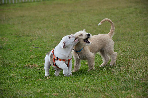 istock two dogs playing on the grass 187691560