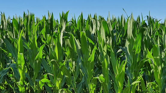 Green field with young corn on sunlight