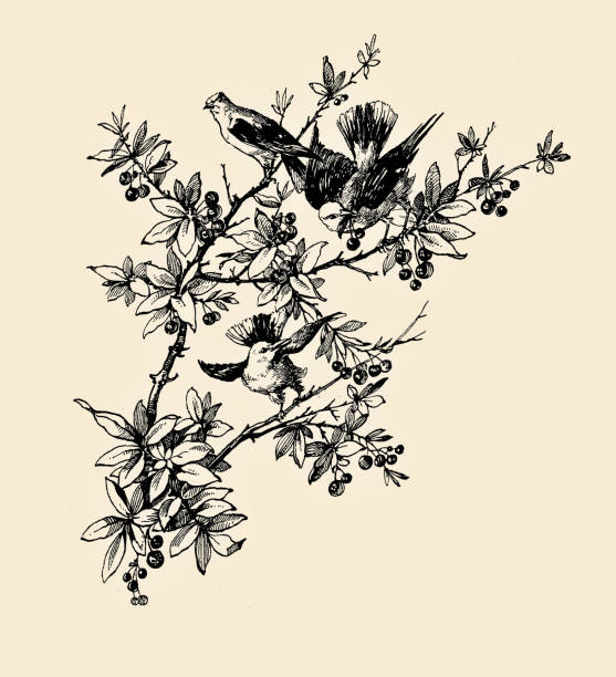夏の自然情景で美しい最終章の装飾:熟した果実を摘む桜の枝にとまる鳥 - spaz点のイラスト素材／クリップアート素材／マンガ素材／アイコン素材