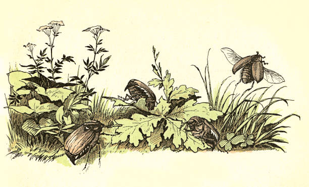 illustrazioni stock, clip art, cartoni animati e icone di tendenza di bella decorazione del capitolo con una scena primaverile: piante, un'ape e scarabei - spaz