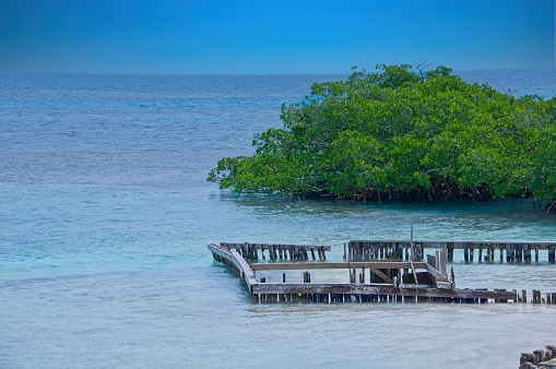 Old Pier and Mangrove Trees with horizon in the distance