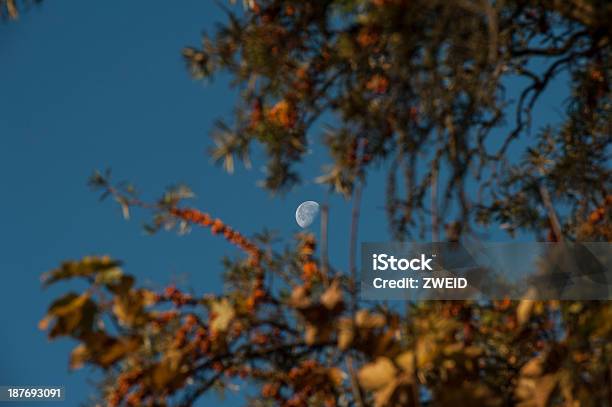 Mond Am Morgen Stockfoto und mehr Bilder von Der Mann im Mond - Der Mann im Mond, Ast - Pflanzenbestandteil, Astronomie