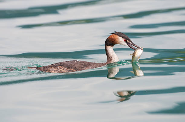 istock great crested grebe duck with a fish in its bill 187693139