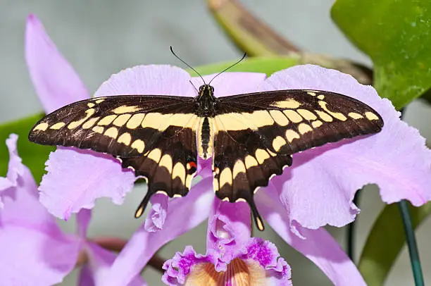 Photo of swallowtail butterfly