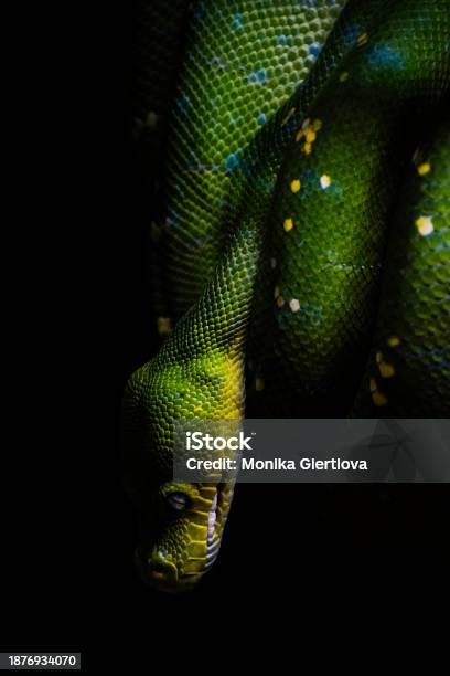 Green Python With A Black Background Stock Photo - Download Image Now ...
