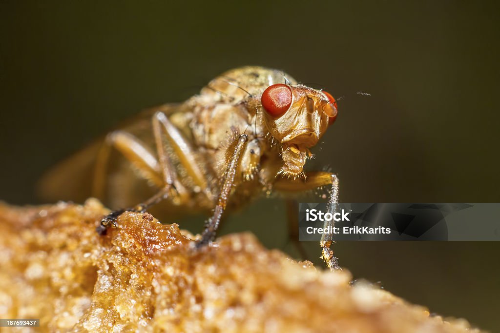 Retrato de uma mosca Muscid - Royalty-free Animal Foto de stock