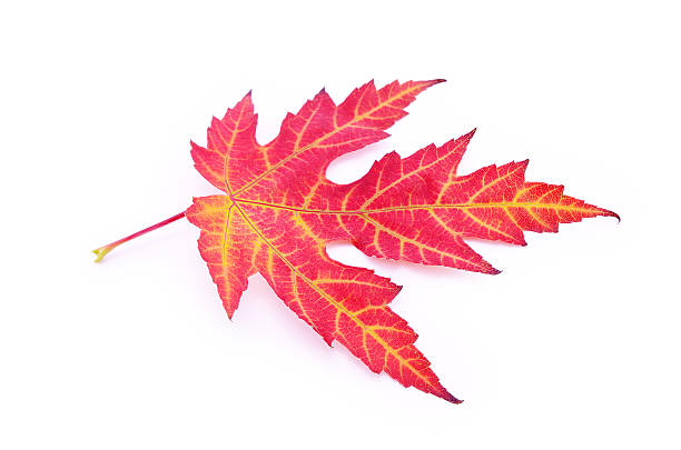 istock Colorful autumn leaf isolated on white 187693740