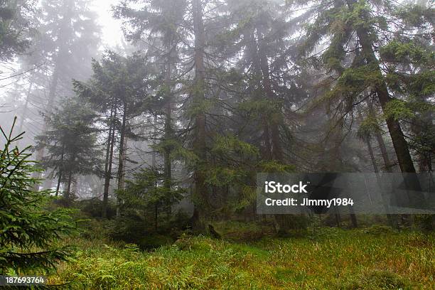Foggy Forest Stock Photo - Download Image Now - Autumn, Backgrounds, Bavaria