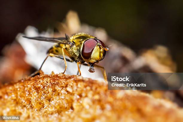 Porträt Von Einem Wald Fly Stockfoto und mehr Bilder von Brotsorte - Brotsorte, Bunt - Farbton, Essen - Mund benutzen