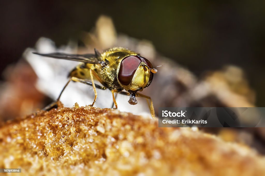 Portrait d'une forêt fly - Photo de Aliment libre de droits