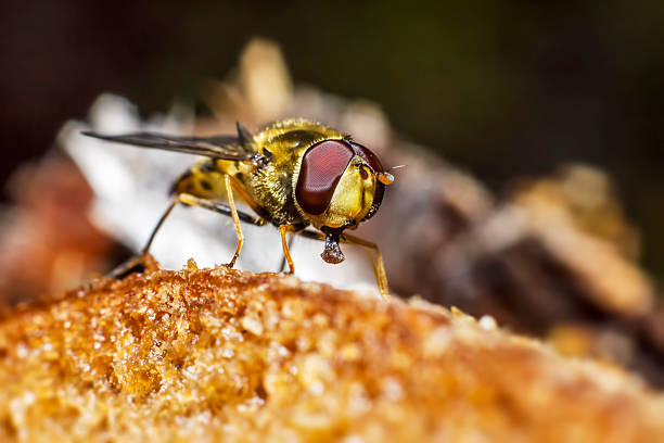 istock Portrait of a forest fly 187693846