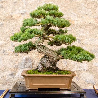 Japanese five needle pine (Pinus parvifolia) as bonsai tree in a pot