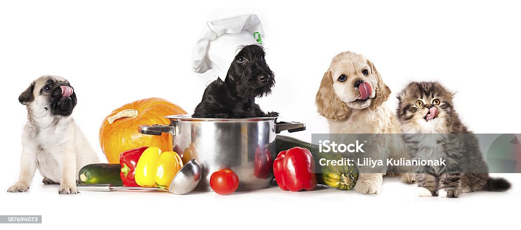 kitten and puppy food is prepared dog in cat  chef's hat and Puppy and kitten licking the muzzles Chef Stock Photo