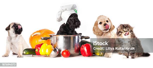 Kitten And Puppy Food Is Prepared Stock Photo - Download Image Now - Chef, Pets, Dog