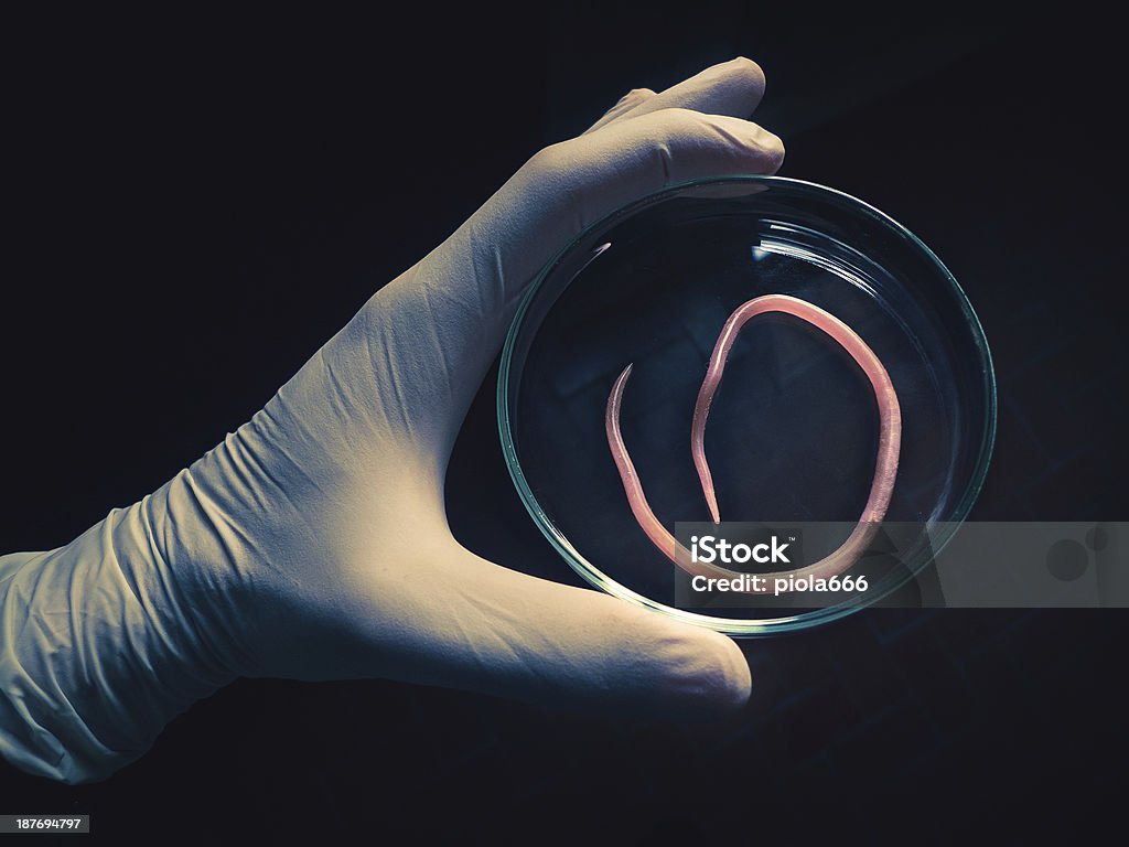 Parásito Ascaris nemátodo en una placa de petri - Foto de stock de Animal libre de derechos
