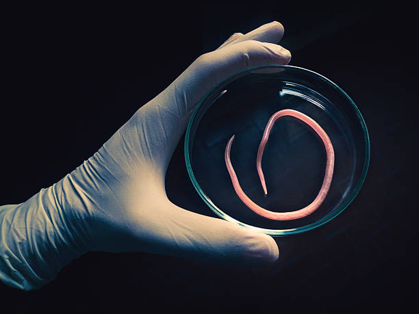 istock Ascaris nematode parasite on a petri dish 187694797