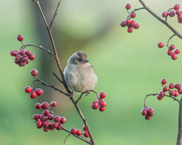 istock Female Chaffinch (Fringilla coelebs) on a branch with haws 187694818