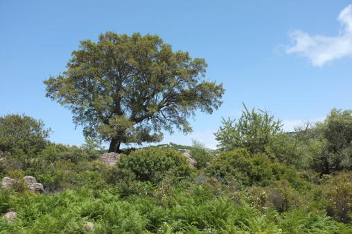Evergreen oak in Sardinia