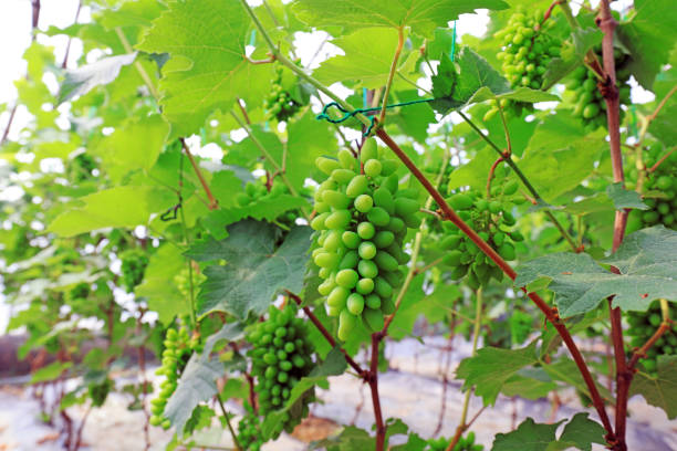 Green grapes on the farm