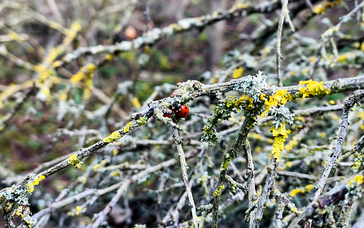 Lady birds on lichen covered twigs in WInter