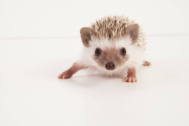 istock African pigmy hedgehog Baby 187695713