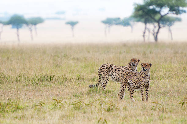 istock two cheetahs in the savannah 187696053