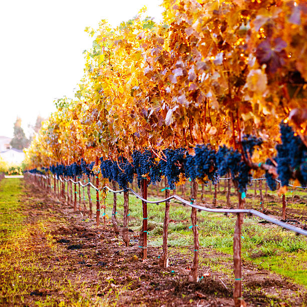 tomates de uvas - napa valley vineyard autumn california imagens e fotografias de stock