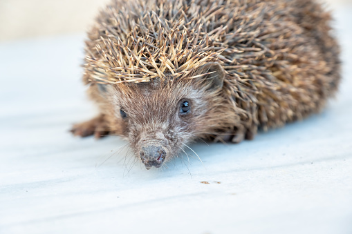 Happy spiky hedgehog being photographed