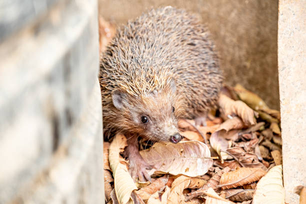 istock Hedgehog enjoying his life in different ways 1876970804